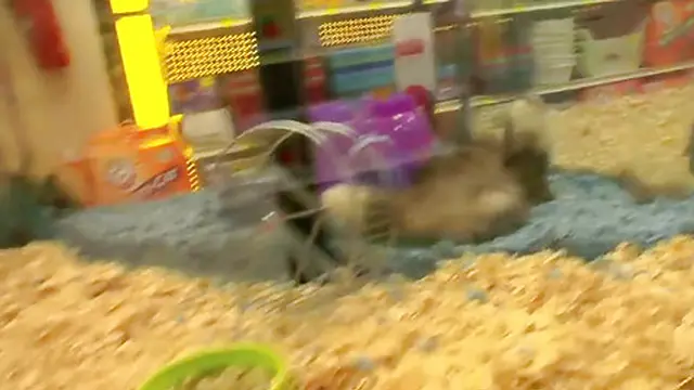 Seth Dickens blonde who never stops taking a fuck